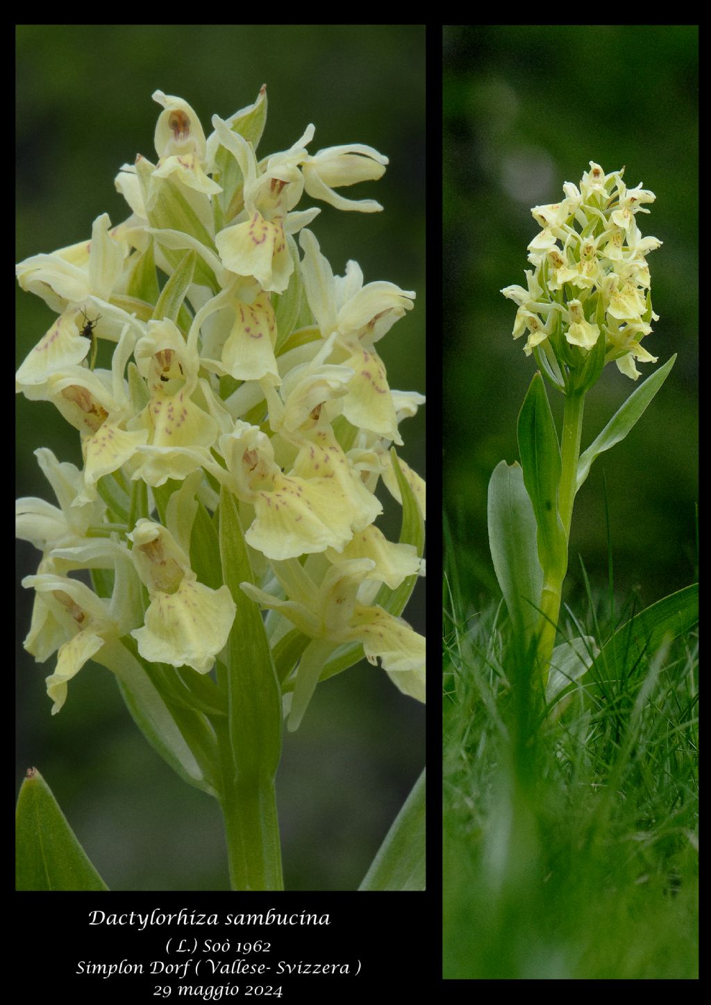 Dactylorhiza sambucina